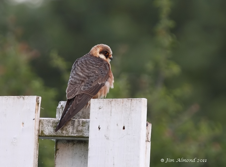 Red footed Falcon on sight screen  Ledbury 8 6 11 IMG_1677